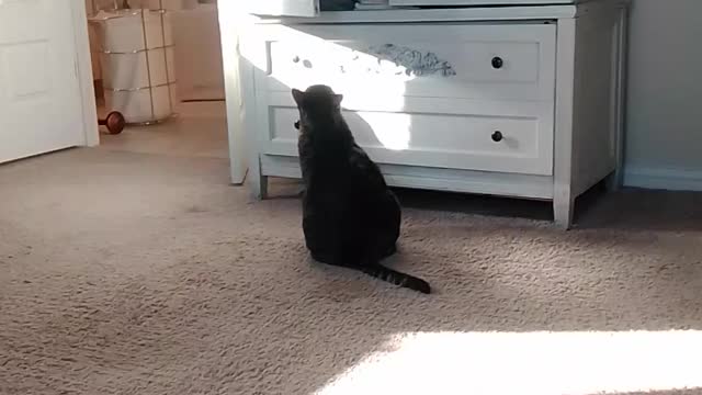 Big Cat tries to jump in a cabinet