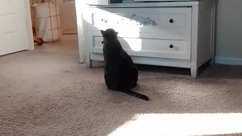 Big Cat tries to jump in a cabinet