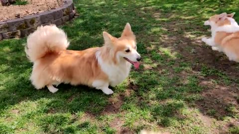 Four Corgi Zoomies