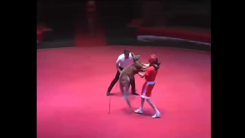 Unbleavable Kangaroo VS Boxer Fight