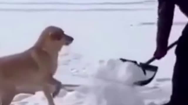 Funny_Dogs_Playing_with_Snow_2022_Video_Clips_#shorts