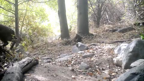 Watch this bobcat's speed vs. a rattlesnake. Amazing reaction time.