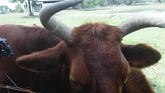 Ranch Life in Venus, Florida at Venus Ranch.