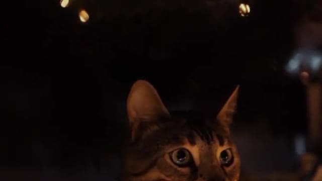 Cute Cat Video