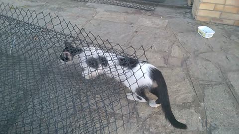 THE STREET CAT CAME AND STAYED IN MY HOUSE-5