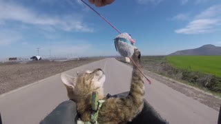 Relaxing Cat Riding