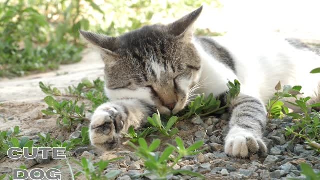 sleeping kitten 💤