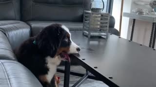 Bernese puppy intensely watches favorite movie