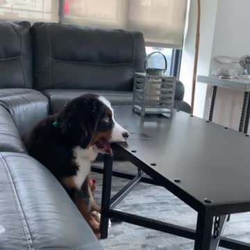 Bernese puppy intensely watches favorite movie