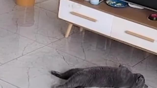 Look what the cats doing 😂😂😂