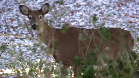 Deer Walking