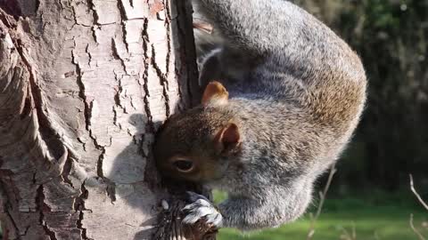 squirrel a rodent