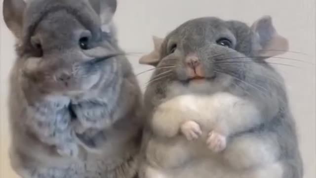 2 Chinchillas talking