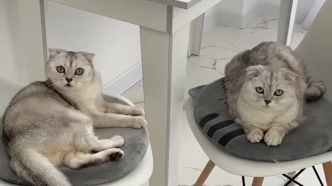 Cat cats short video