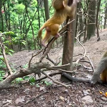 Fantastic animals on Tik Tok, everything has spirituality, animals' bewildering behavior, wild anim