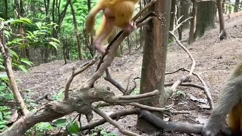 Fantastic animals on Tik Tok, everything has spirituality, animals' bewildering behavior, wild anim