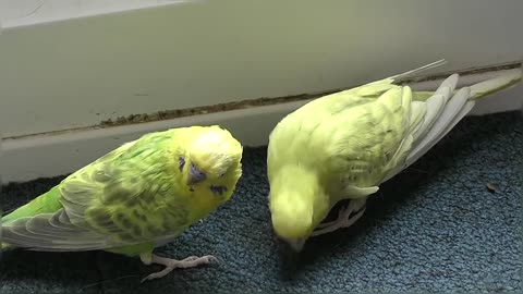 Two Beautiful Budgies