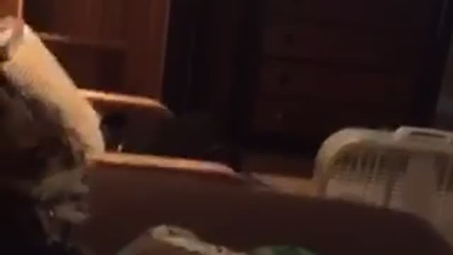 Grey cat jumps on green blanket while trying to catch a toy