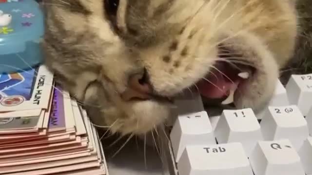 super smart cat learning from scanning