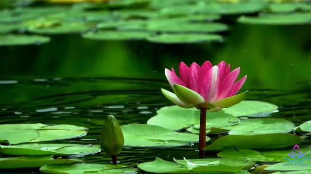 🦋🐸 Rain very nice video Waterlily 🐸🦋