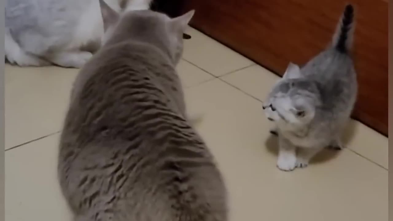 Cat is Funny #shorts
