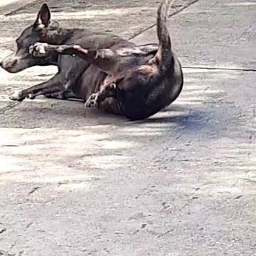 THIS DOG SHOWING HIS EXERCISE MOVES #AMAZING
