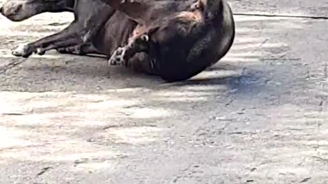 THIS DOG SHOWING HIS EXERCISE MOVES #AMAZING