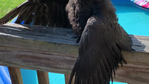 Edgar the Crow