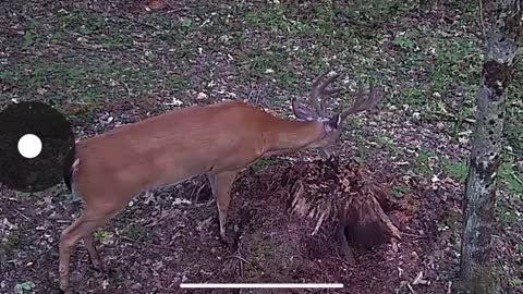 Wildlife game cam Western Massachusetts