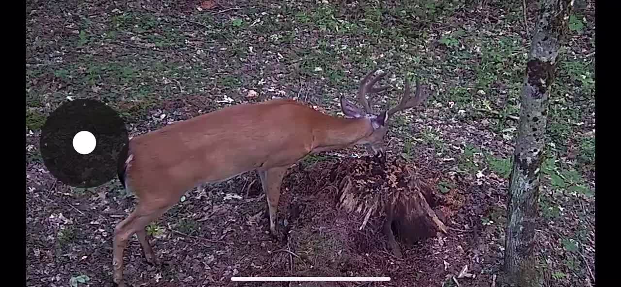 Wildlife game cam Western Massachusetts