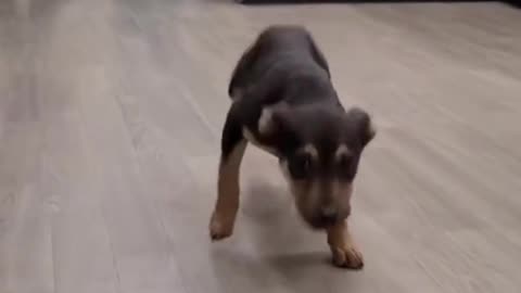 Happy Dancing pup