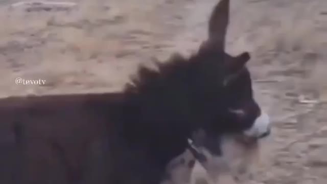 Cute animal behavior makes you happy