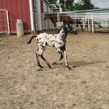 Slow-mo baby horse