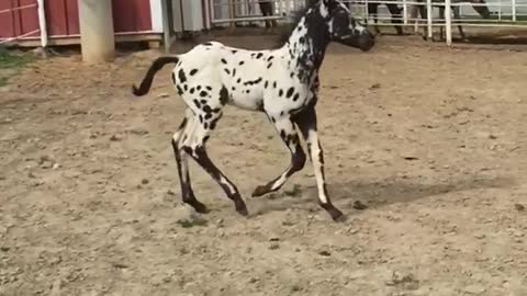 Slow-mo baby horse