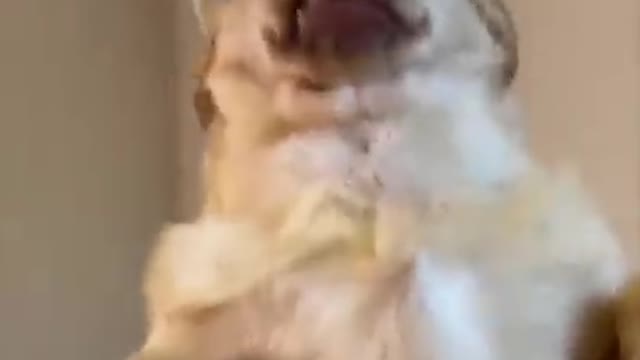 Funny dog moment catch in camera