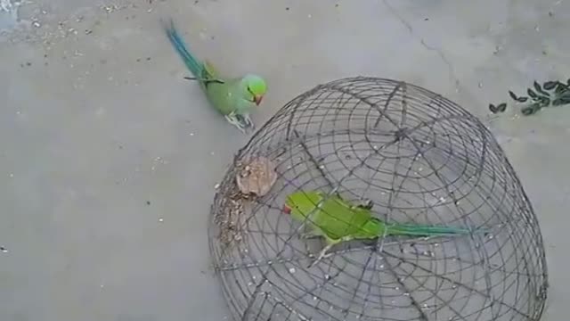 Green parrot searching for shelter