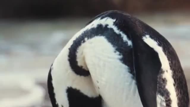 Penguin Doing His Stuff