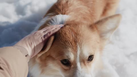 This dog is snow