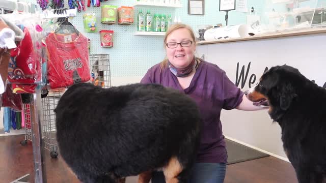 Bernese mountain dog grooming, great haircut!!