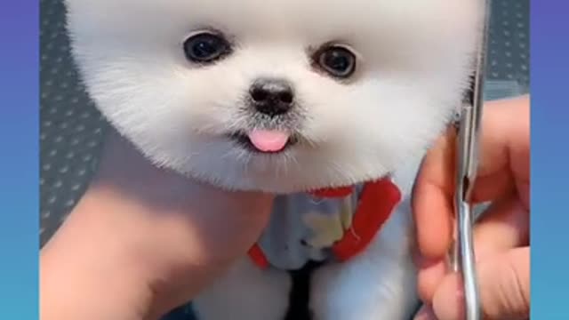 23_Cute and Funny Dog Videos Compilation_#short