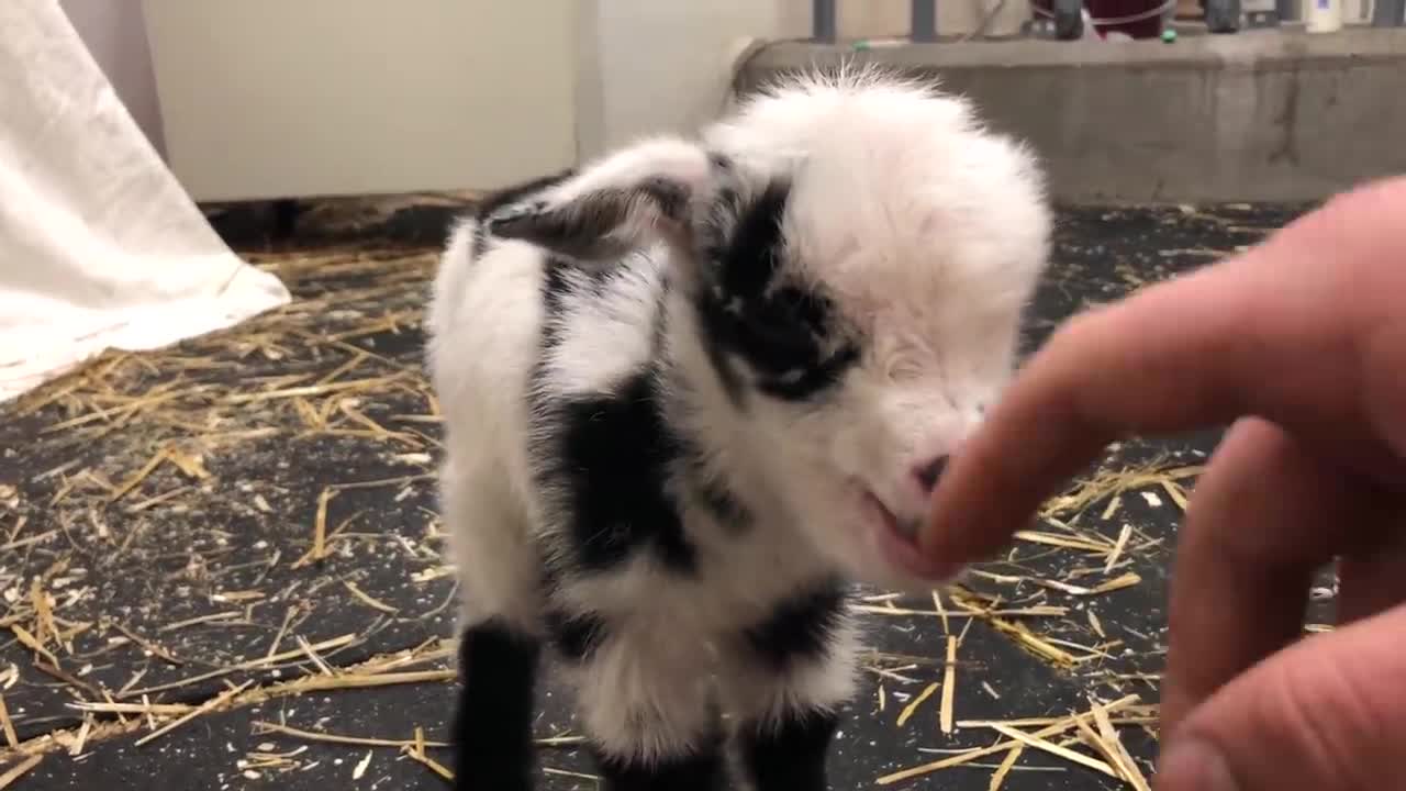 Baby goat making the cutest noise