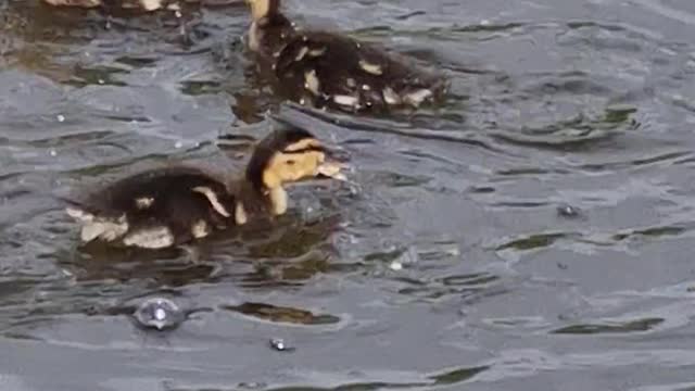 Baby Ducks Feeding Frenzy