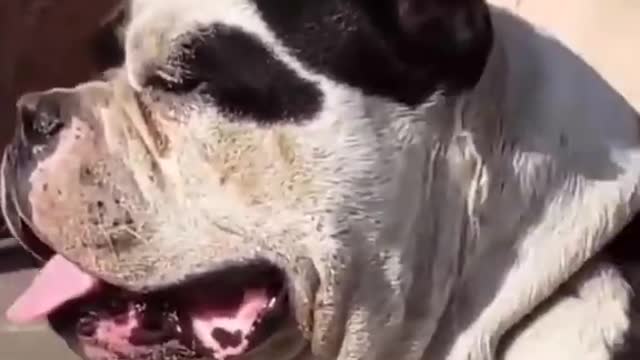 Best dog funny dogs