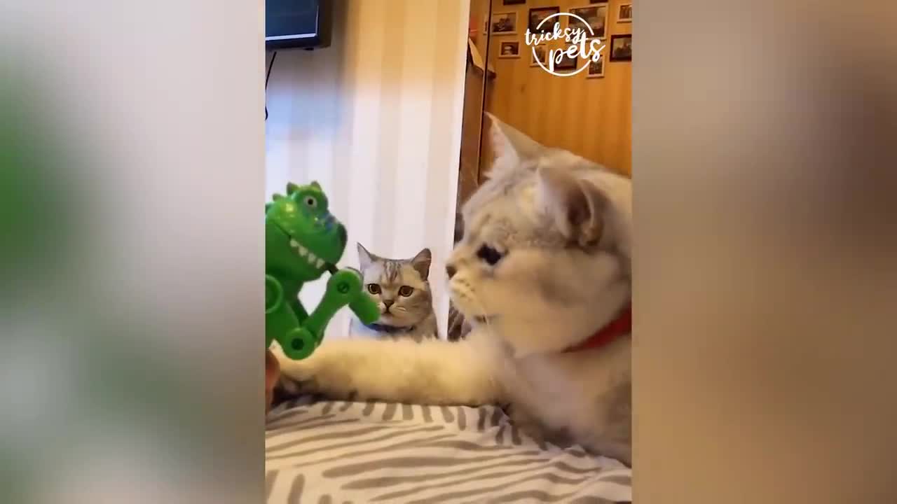 Cats Reaction To Toy-Funny