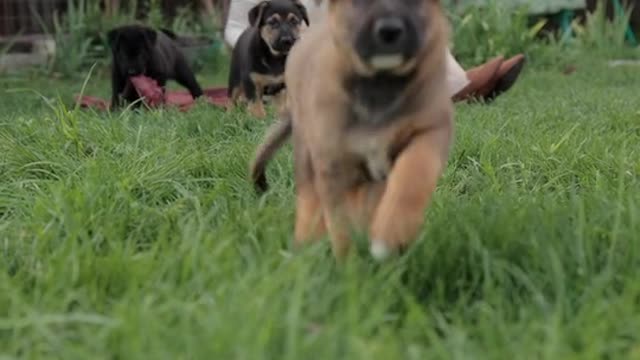 Puppies Running on the Grass is the Best Thing Ever!