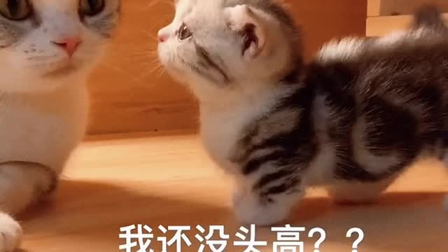 The kitty is exploring her world