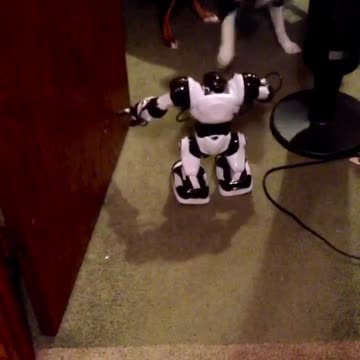 Mini Aussie puppy afraid of robot