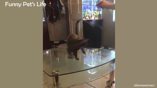 Spinning Cat