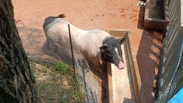 This is a fragrant concubine pig