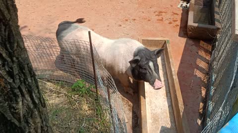 This is a fragrant concubine pig